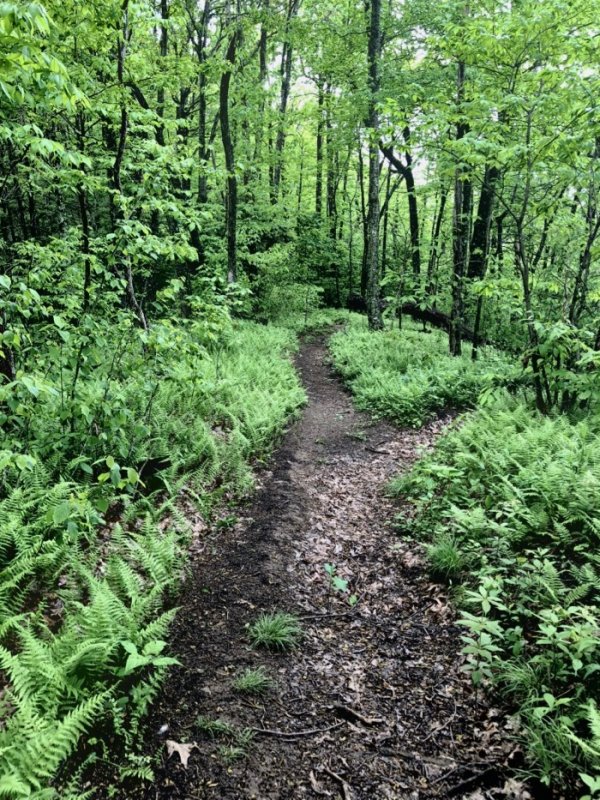 A WALK IN THE WOODS...NORTH CAROLINA MOUNTAINS - Kathy Miller Time